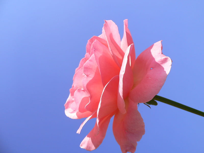 delicate in pink, simpel, rose, pink, blue, HD wallpaper