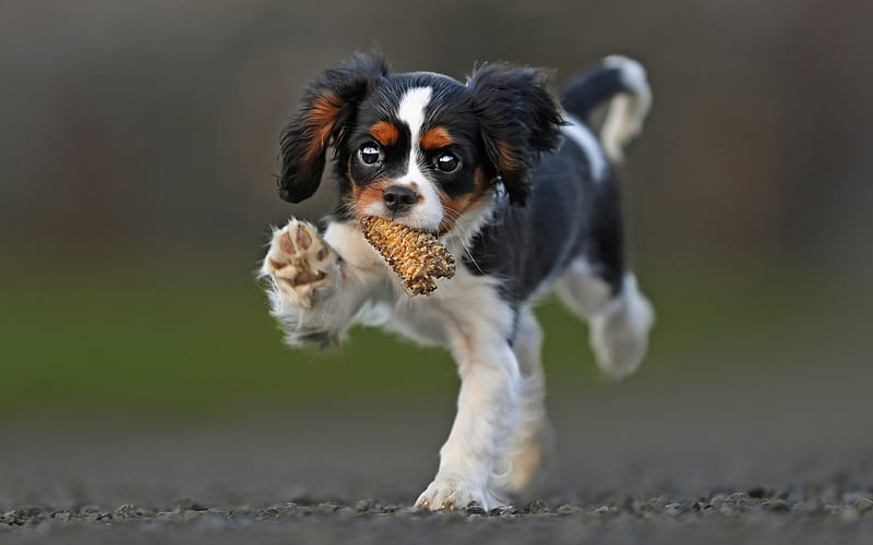 Cavalier King Charles Spaniel, running dog, bokeh, cute animals, dogs, pets, Cavalier King Charles Spaniel Dog, HD wallpaper