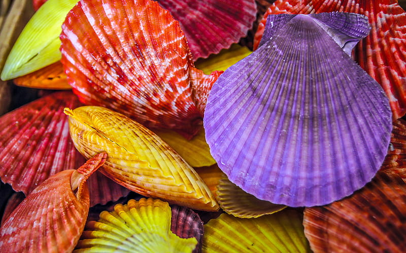 colored seashells texture, seashells background, purple seashells, red seashells, yellow seashells, HD wallpaper