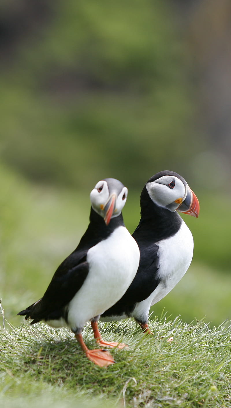 Download wallpaper: Puffin in Svalbard 1440x2560