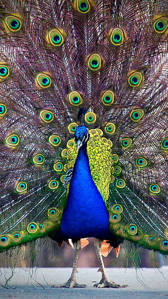 Peacock Bird Mayil Hd Phone Wallpaper Peakpx 6697