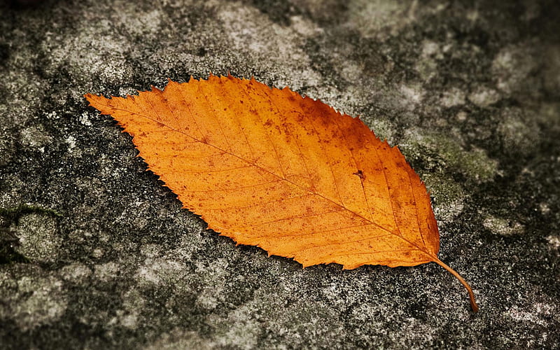Autumn leaf-Plant macro graphy, HD wallpaper