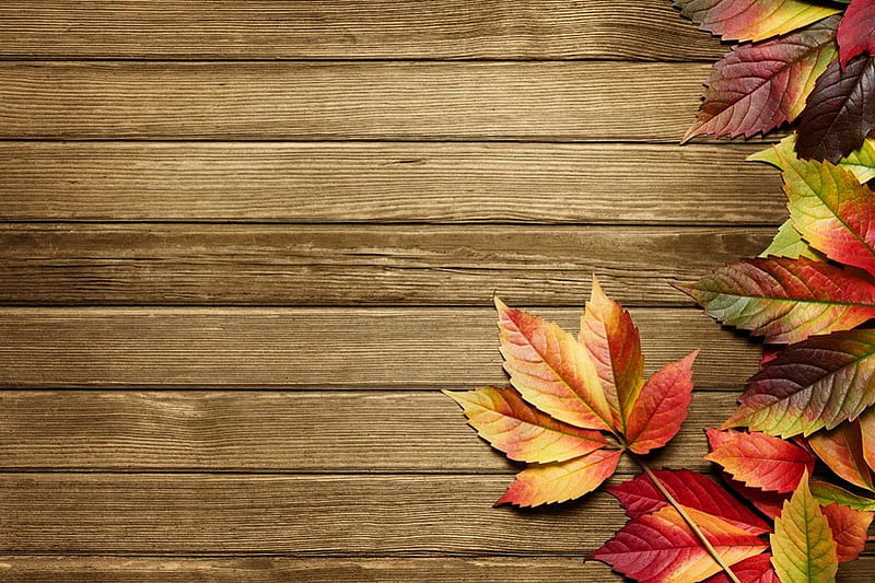 Autumn background, pretty, fall, autumn, lovely, falling, background,  colors, HD wallpaper | Peakpx