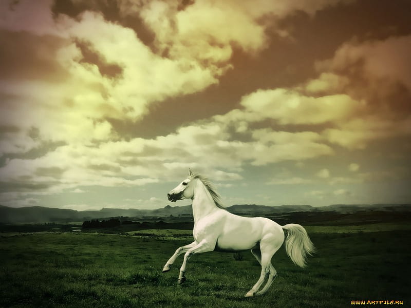 Horse at sunset * For Rafaela, cloud, prairie, sunset, horse, sky, animal, HD wallpaper