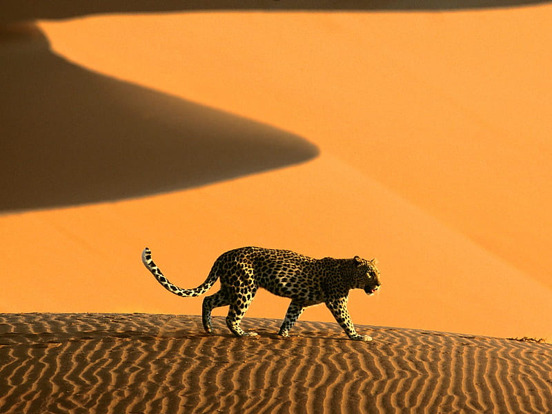 Desert brave, leopard, desert, brave, desrt, abstract, africa, sand, cats, namibia, animals, rough, HD wallpaper