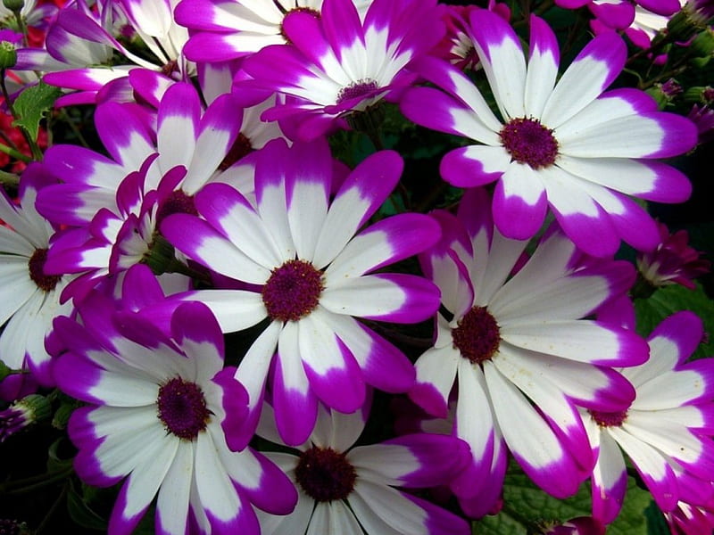 Bright Cineraria, flower, flowers, white, purple, HD wallpaper