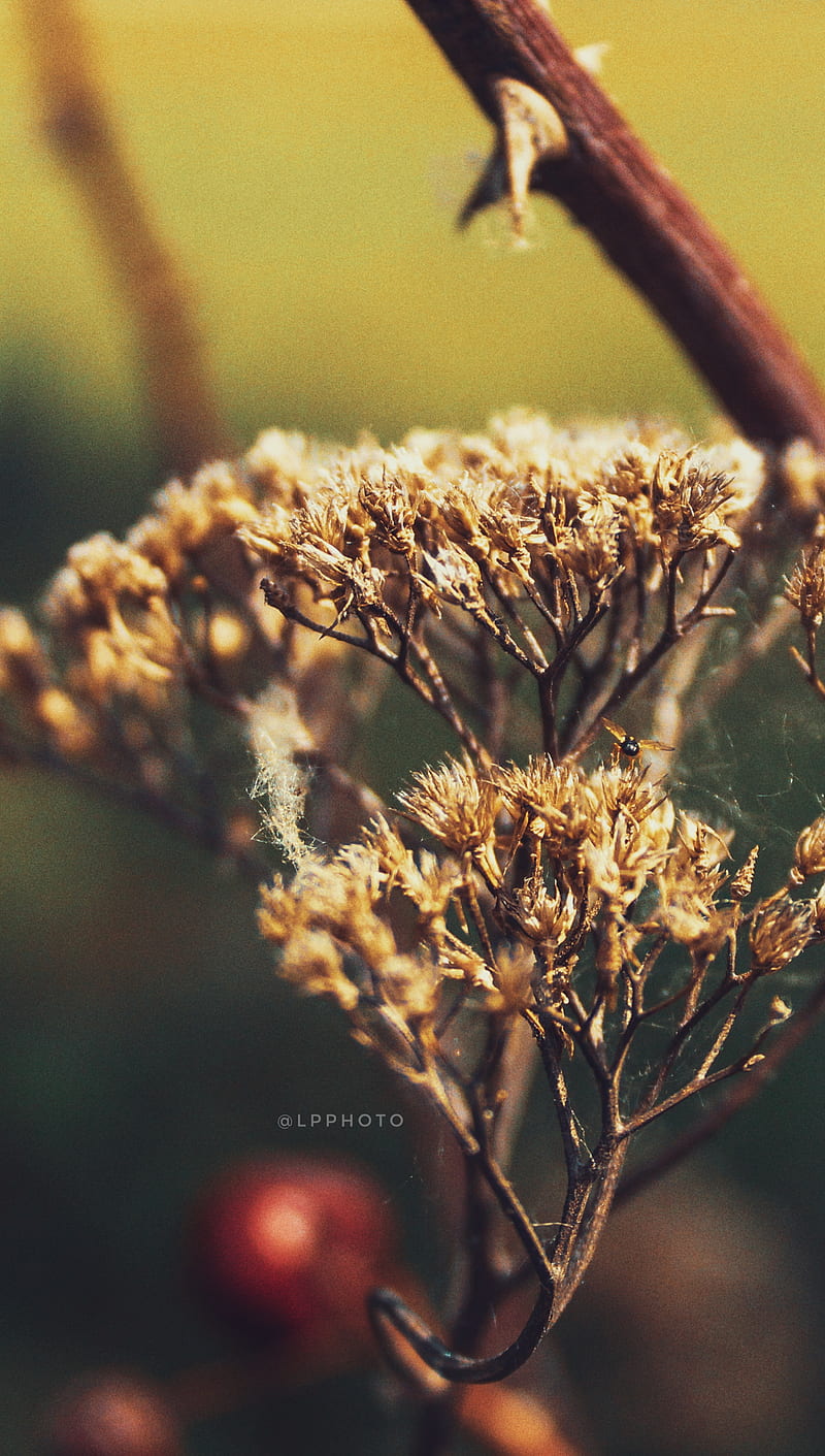 Dried Flowers, abstract, dried, flowers, nature, graphy, HD phone wallpaper