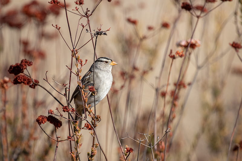 sparrow, bird, gray, branch, HD wallpaper