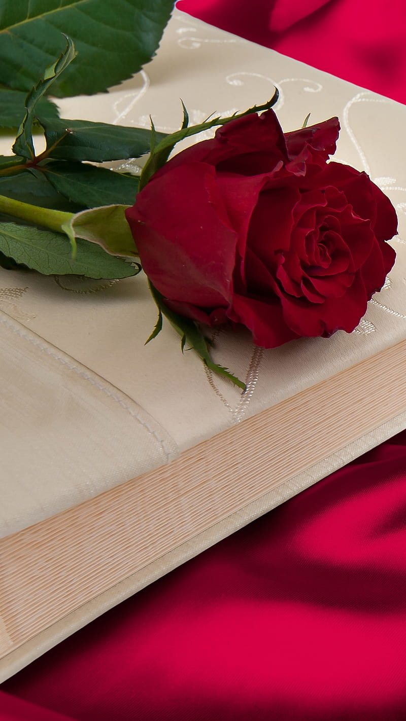 Red Rose - Flowers, red rose, love, romantic, HD phone wallpaper ...