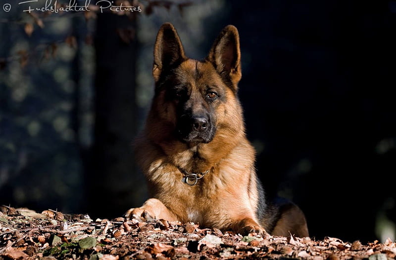 Download wallpapers German Shepherd, bokeh, pets, forest, cute animals,  dogs, German Shepherd Dog for desktop free. Pictures for desktop free | German  shepherd dogs, Dog background, German shepherd