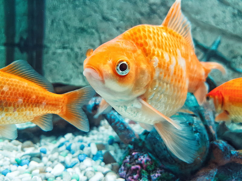 Fish, aquarium, fishing, goldfish, orange, HD wallpaper