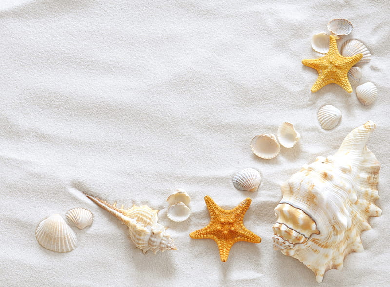 shells, stars, nice, sand, cool, bonito, sea, HD wallpaper