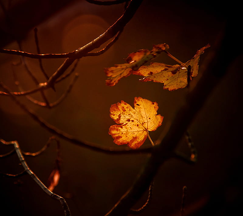 The Leaf, autumn, branch, fall, glow, leaf, leaves, light, orange, tree, yellow, HD wallpaper