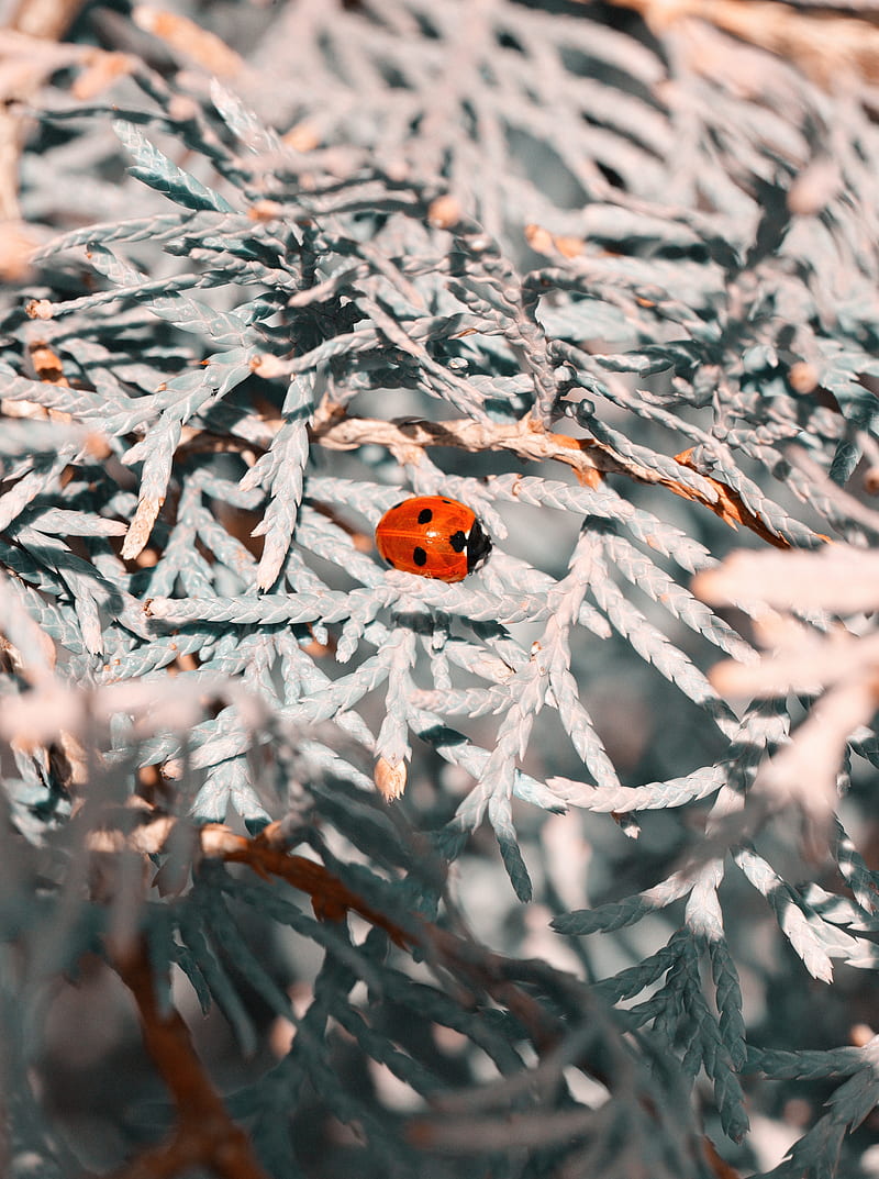 red seven spotted ladybird perched on white snow covered tree during daytime, HD phone wallpaper