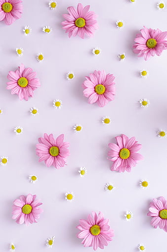 Flowers aesthetic Wallpapers Download  MobCup