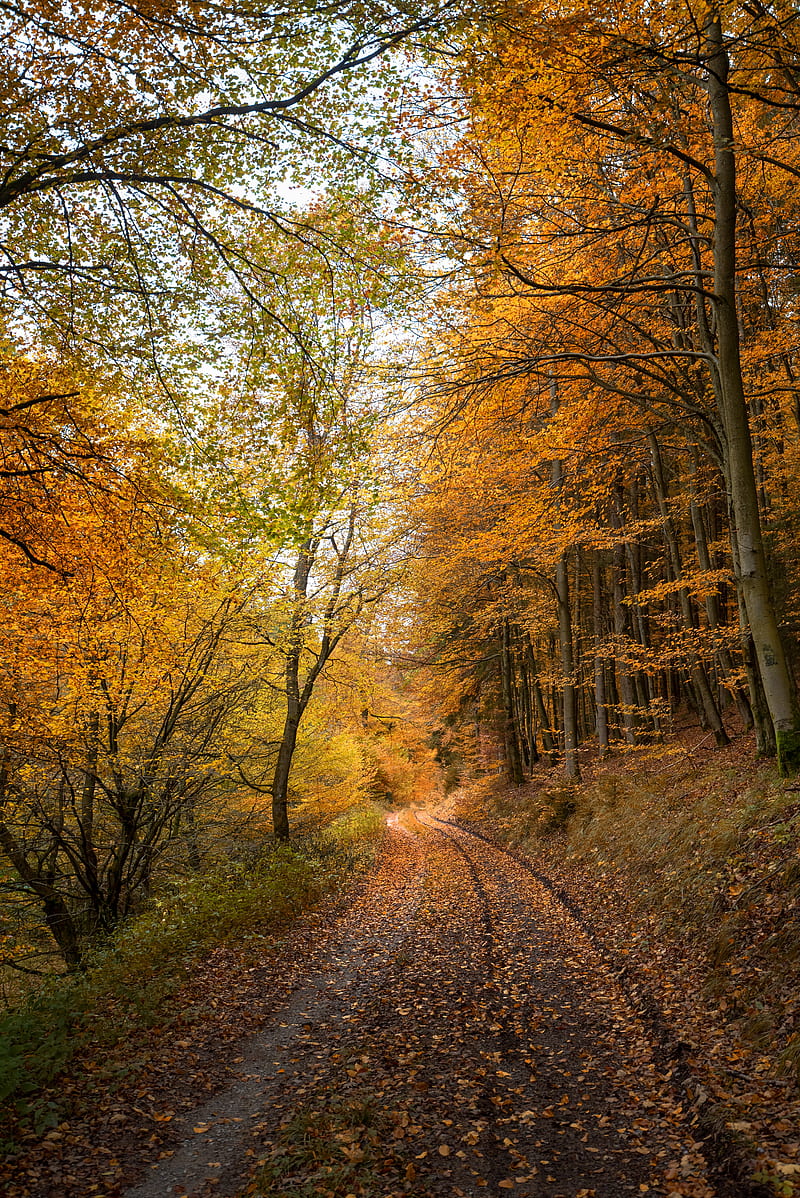 forest, road, autumn, fallen leaves, nature, HD phone wallpaper