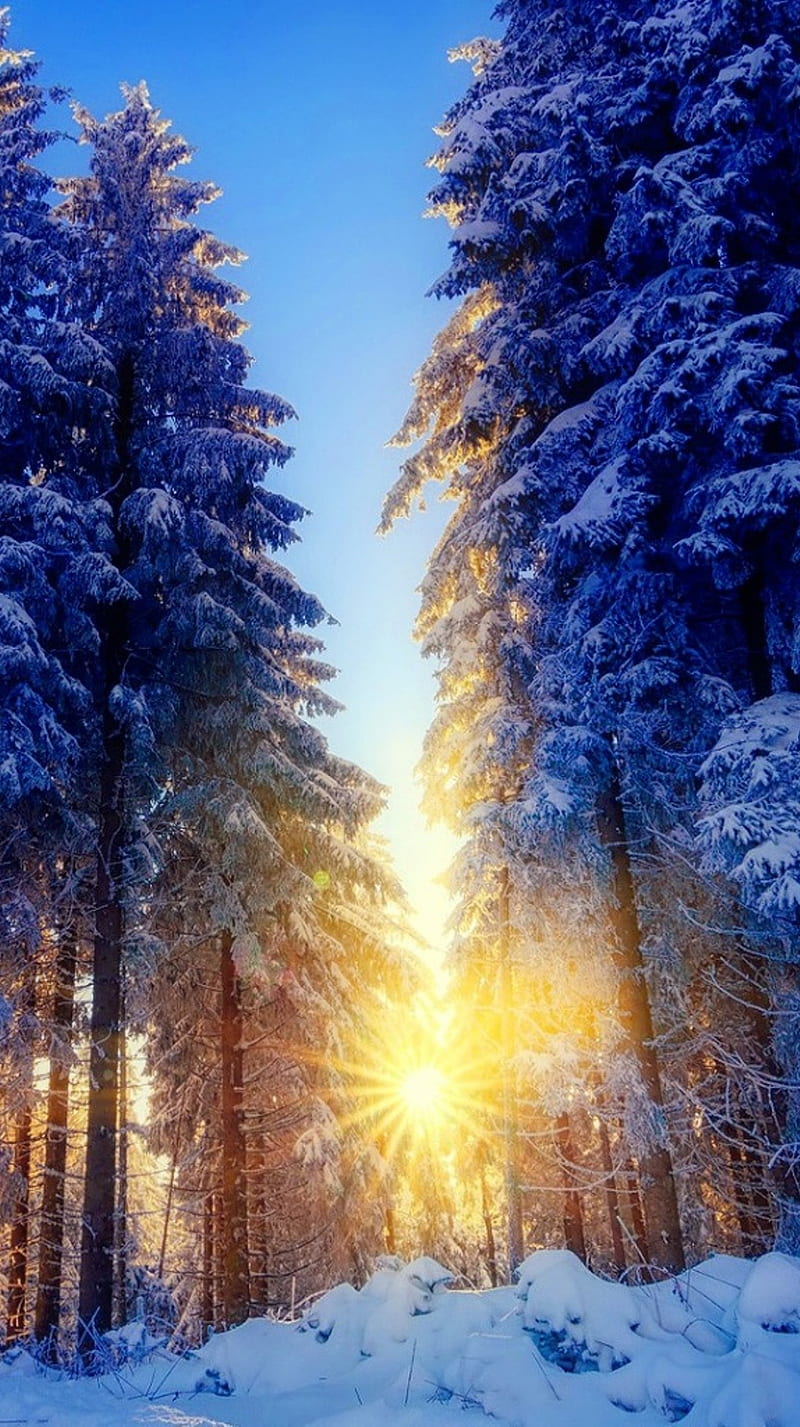 winter sunrise wallpaper