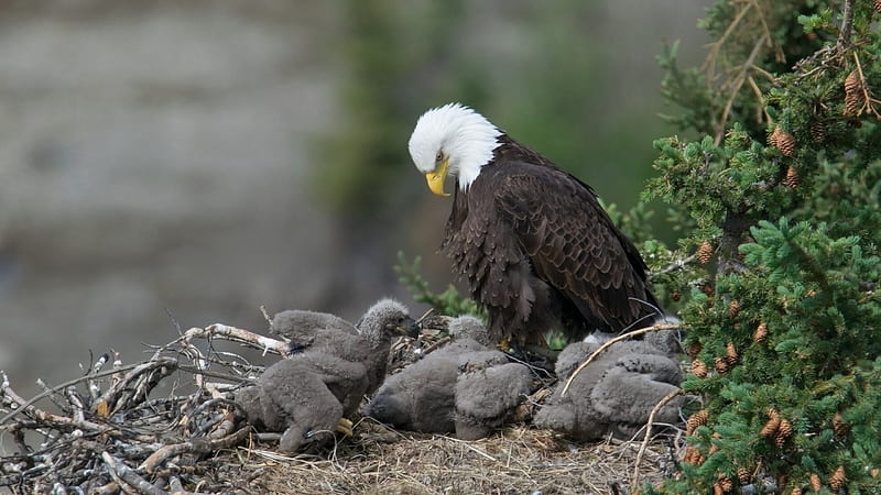 Eagle's Chicks, Bald Eagle, nest, wildlife, three, raptor, HD wallpaper