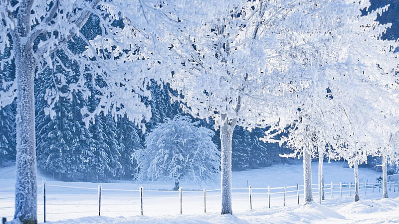 Icy Trees, forest, woods, trees, winter, icy, snow, coldness, ice