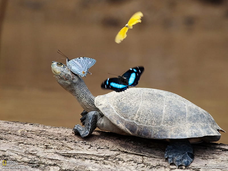 Turtle and her partner butterfly-National Geographic- of the Day, HD wallpaper