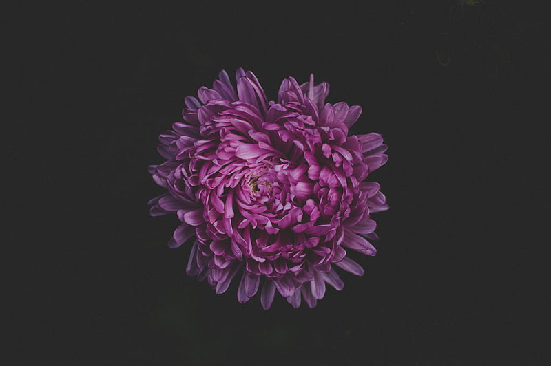 aster, flower, purple, dark, HD wallpaper
