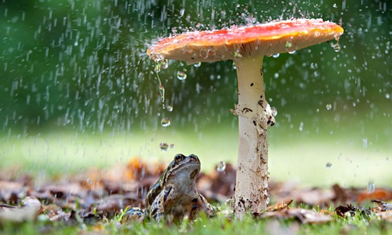 rain, Mushrooms And Frog, rain, Frogs, Mushrooms, Animals, HD wallpaper
