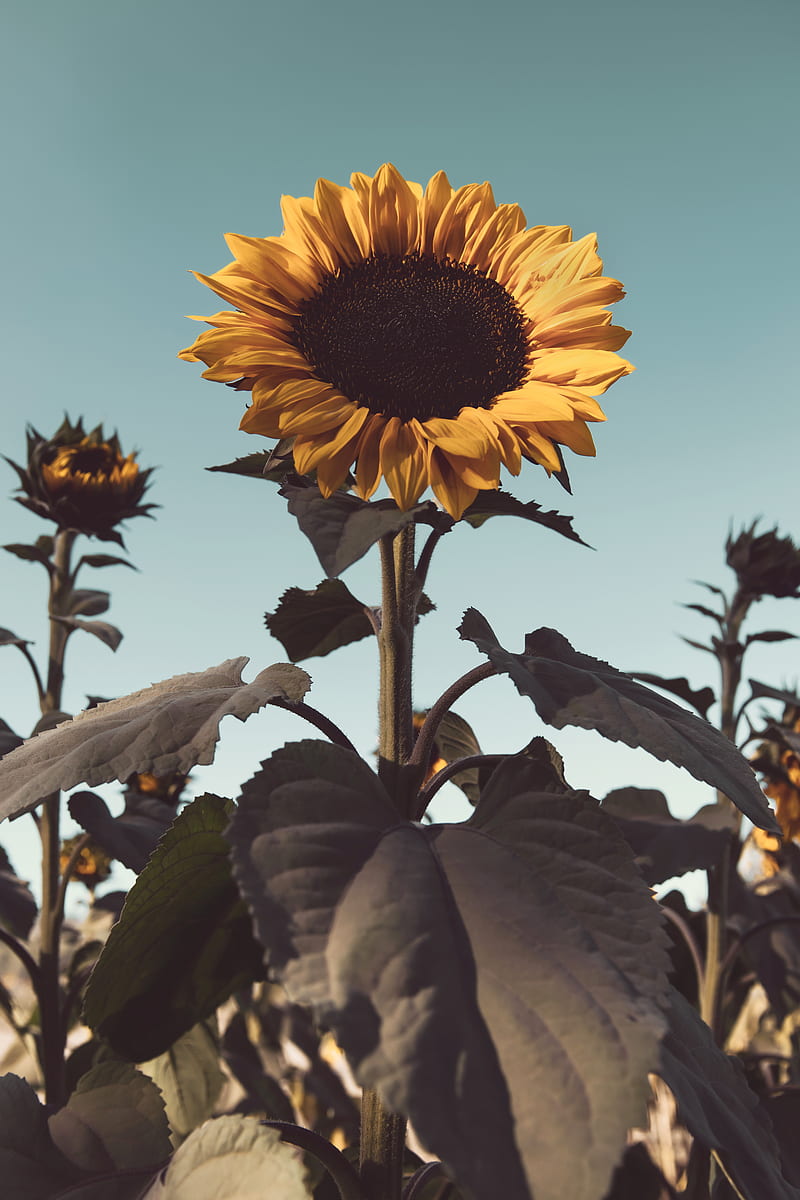 sunflower, flower, bloom, yellow, plant, HD phone wallpaper