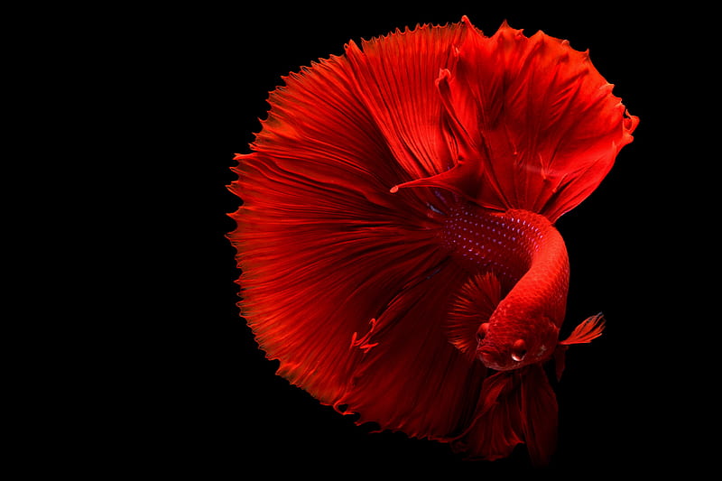 Red Betta Fish, HD wallpaper
