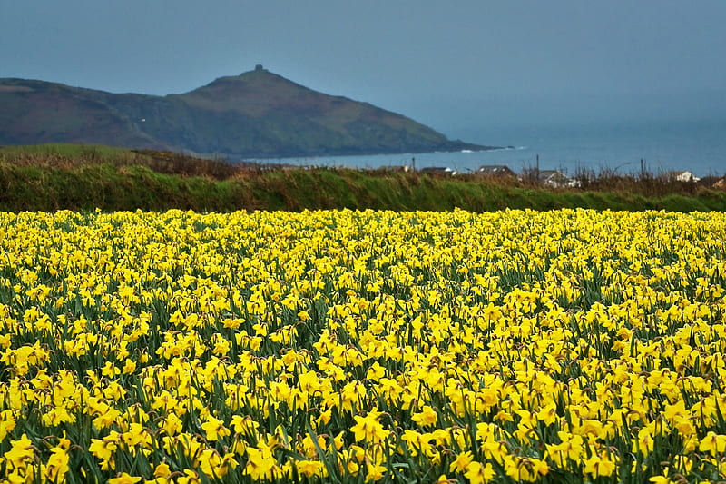Field of Daffodils, yellow, bonito, daffodils, field, HD wallpaper