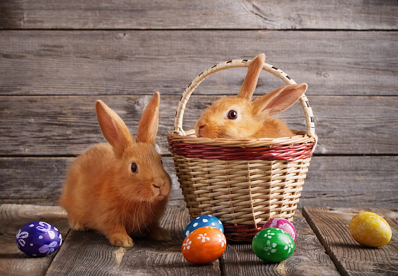 Happy Easter!, rabbit, iepuras, animal, card, cute, egg, basket, bunny, rodent, couple, wood, HD wallpaper