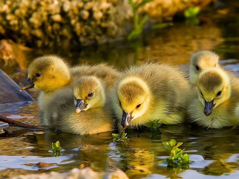 Cute ducks, water, duck, bird, baby, animal, HD wallpaper