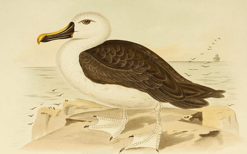 Yellow Billed Albatross, Poster, sand, sky, bird, HD wallpaper