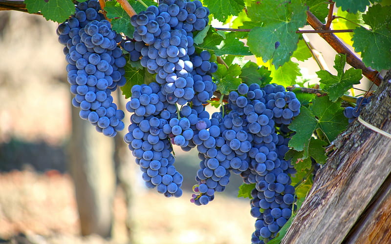 grapes, harvest, autumn, vineyard, bunch of grapes, fruits, HD wallpaper