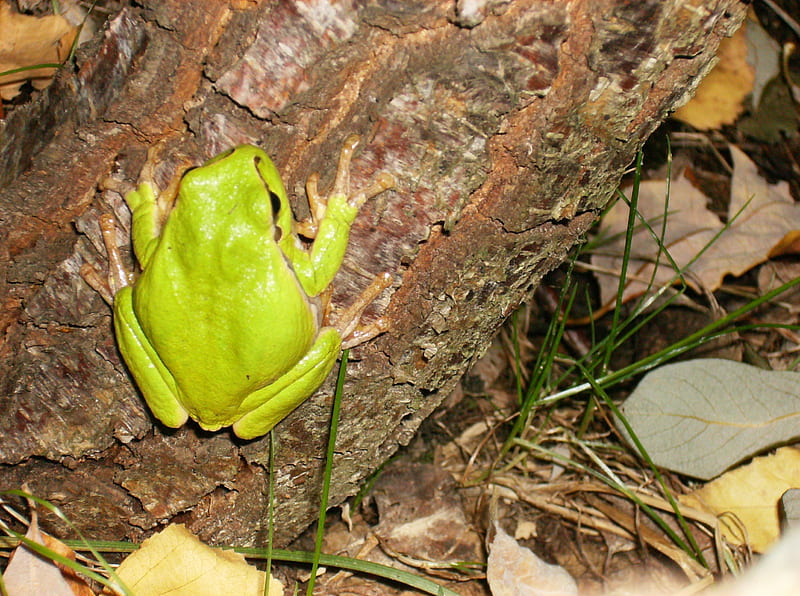 (Hyla arborea) European tree frog, europa, polska, leaf, frog, europe, tree, european, green, greeen frog, poland, w polsce, HD wallpaper