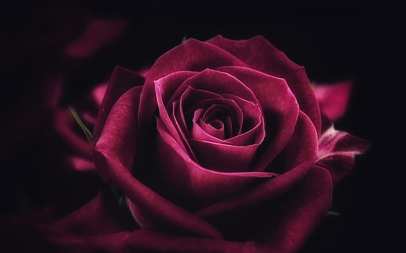 maroon rose close-up, bud, roses, HD wallpaper