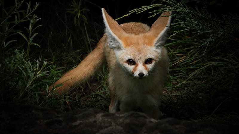 Fennec Fox With Brown Eyes Animals, HD wallpaper