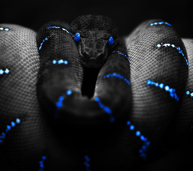 Snake, animal, reptile, serpent, HD wallpaper