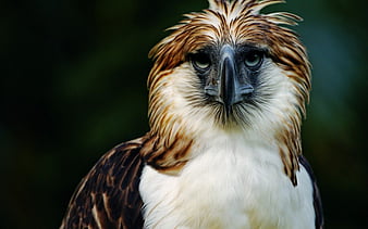 HD philippine eagle wallpapers | Peakpx