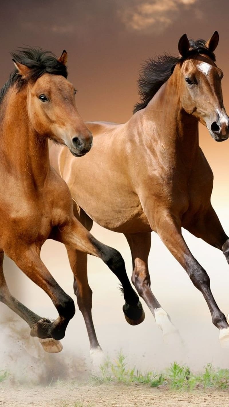 Red Horse, running horse, animal, HD phone wallpaper | Peakpx