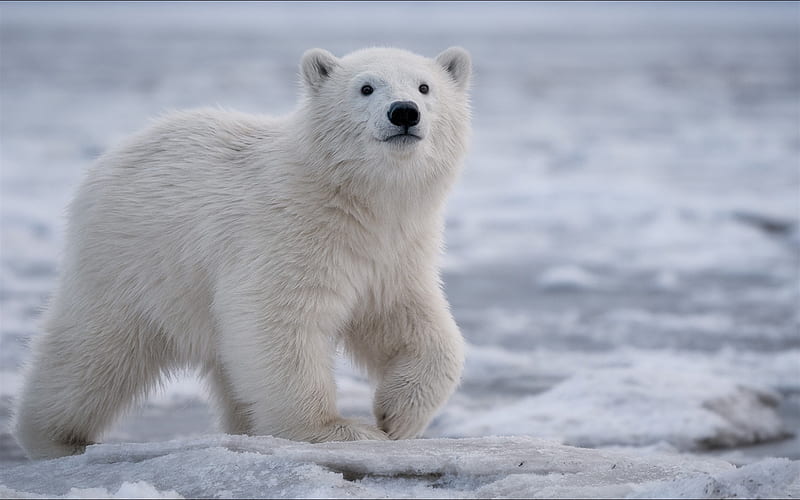 polar bear, North, winter, snow, white bear, wildlife, predator, bear, wild animals, HD wallpaper