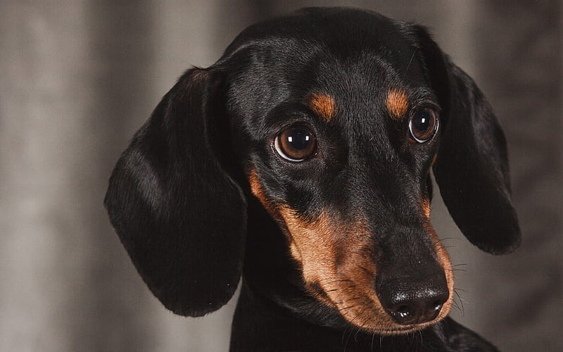 Dachshund puppy, dogs, pets, black dachshund, muzzle, cute animals, Dachshund Dog, HD wallpaper