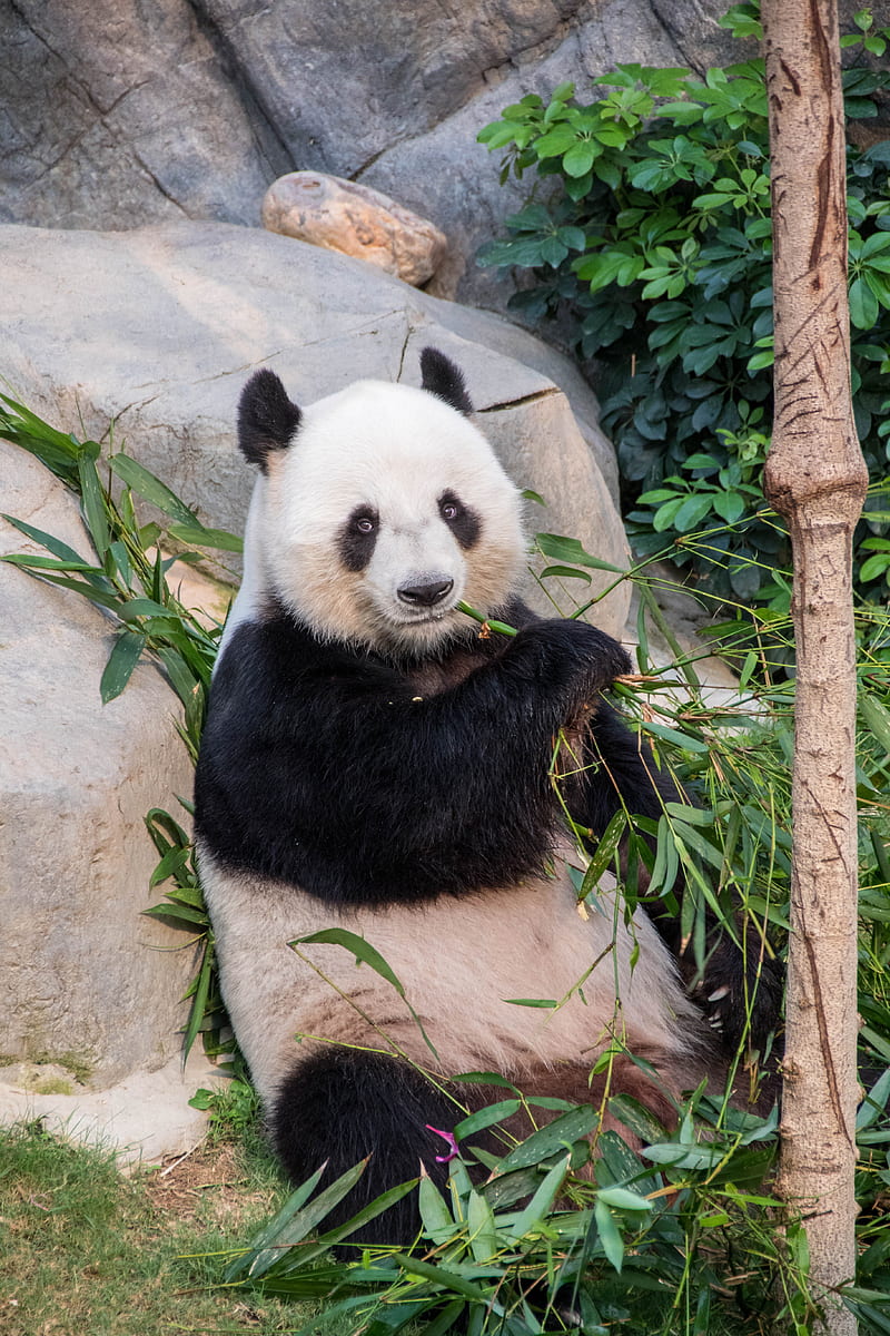 Red panda, cute, bamboo, grass, HD wallpaper | Peakpx