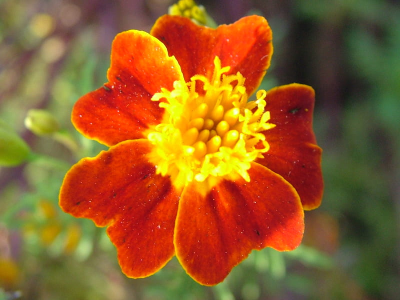 Velvety Orange Flower, flower, velvety, big, orange, HD wallpaper