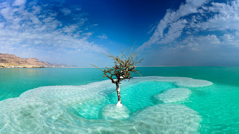 The Dead Sea Israel, israel, the dead sea, seas, trees, nature, HD wallpaper