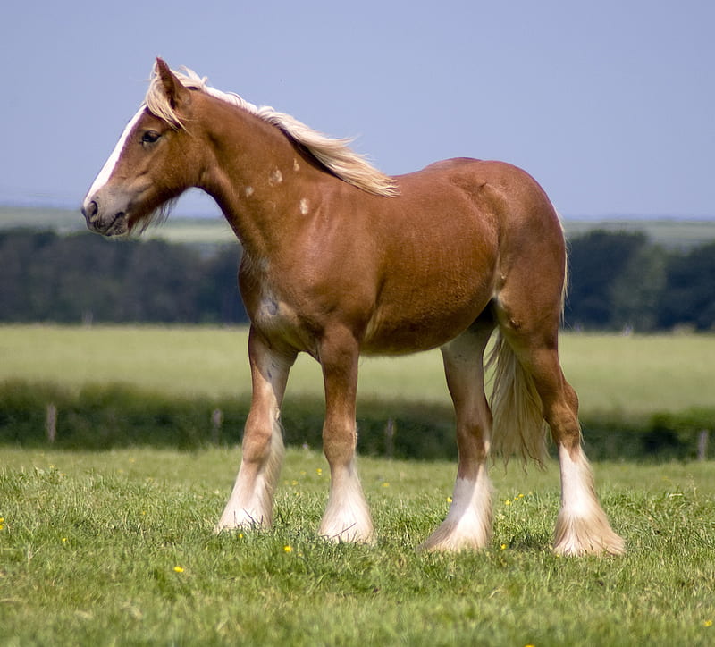 1920x1080px, 1080P free download | Gorgeous Foal, powerfull, foal, mare ...