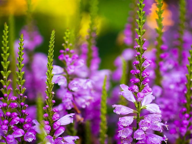 Purple Larkspur, purple, flowers, larkspur, buds, many, HD wallpaper