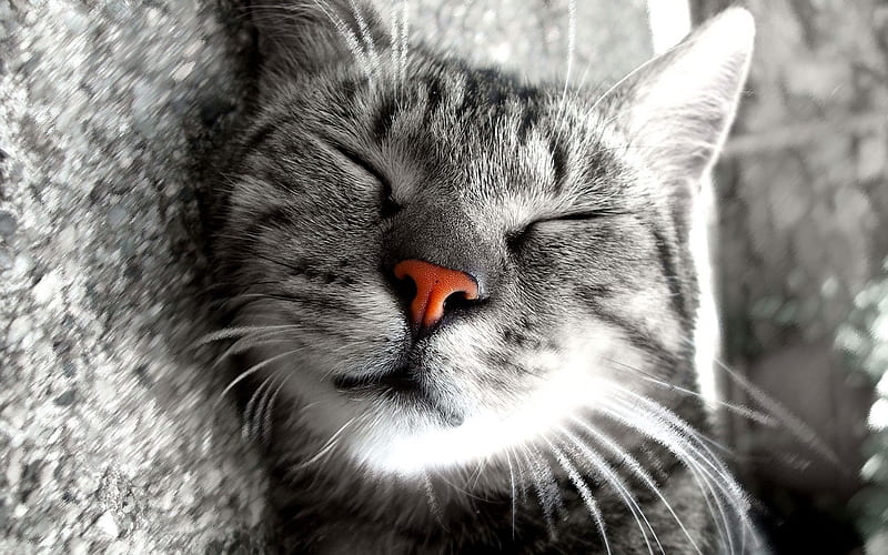 face, cat, close-up, sleeping, HD wallpaper