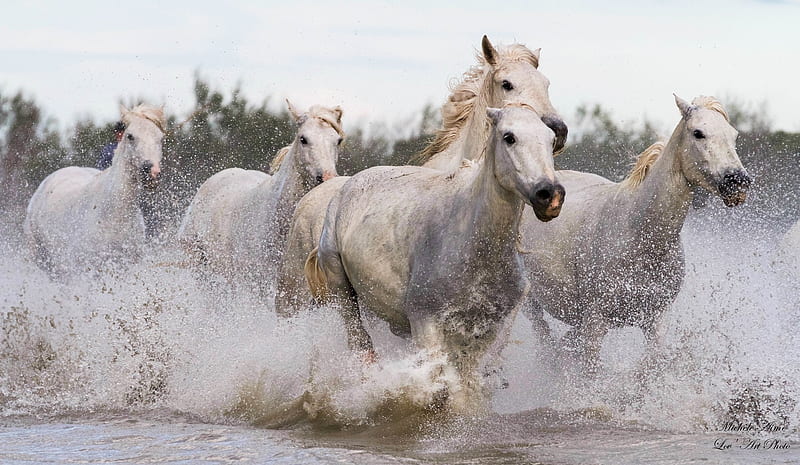Horses, cal, water, summer, running, horse, animal, sea, HD wallpaper