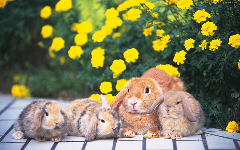rabbits family for AncaSimona, mamma, rabbit, little, flowers, yellow, garden, bonito, HD wallpaper
