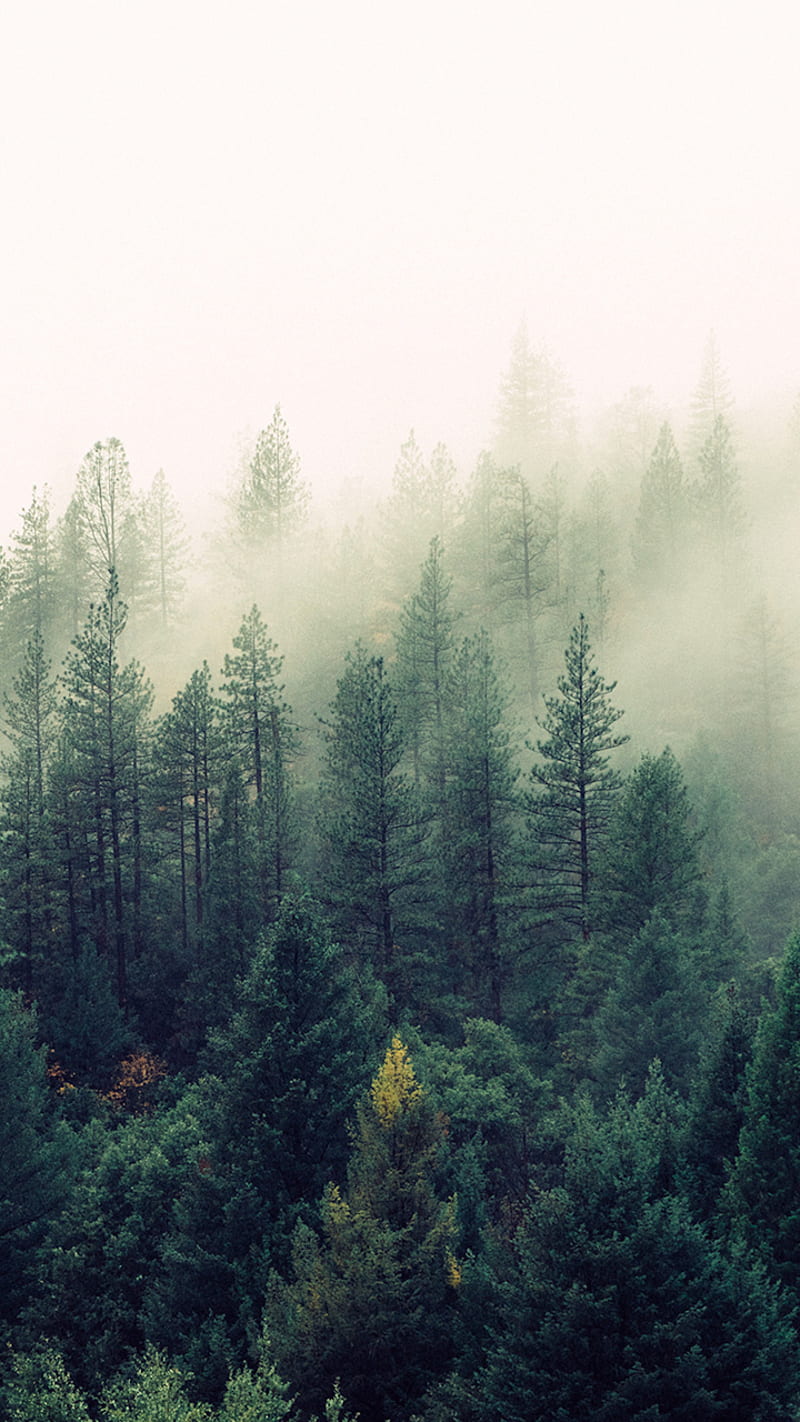 Misty Forest, forest, pine, HD phone wallpaper | Peakpx